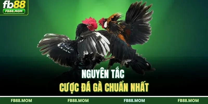 Nguyên tắc cược đá gà chuẩn nhất